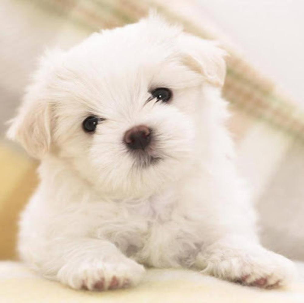 Meet your Posher, Scarlet